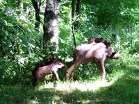 Two metalwork boars in the woods