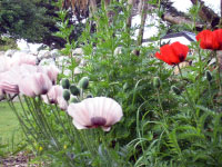 Some large flowers