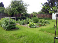 The fruit garden